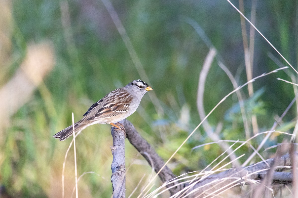 White-crowned Sparrow - ML612062731