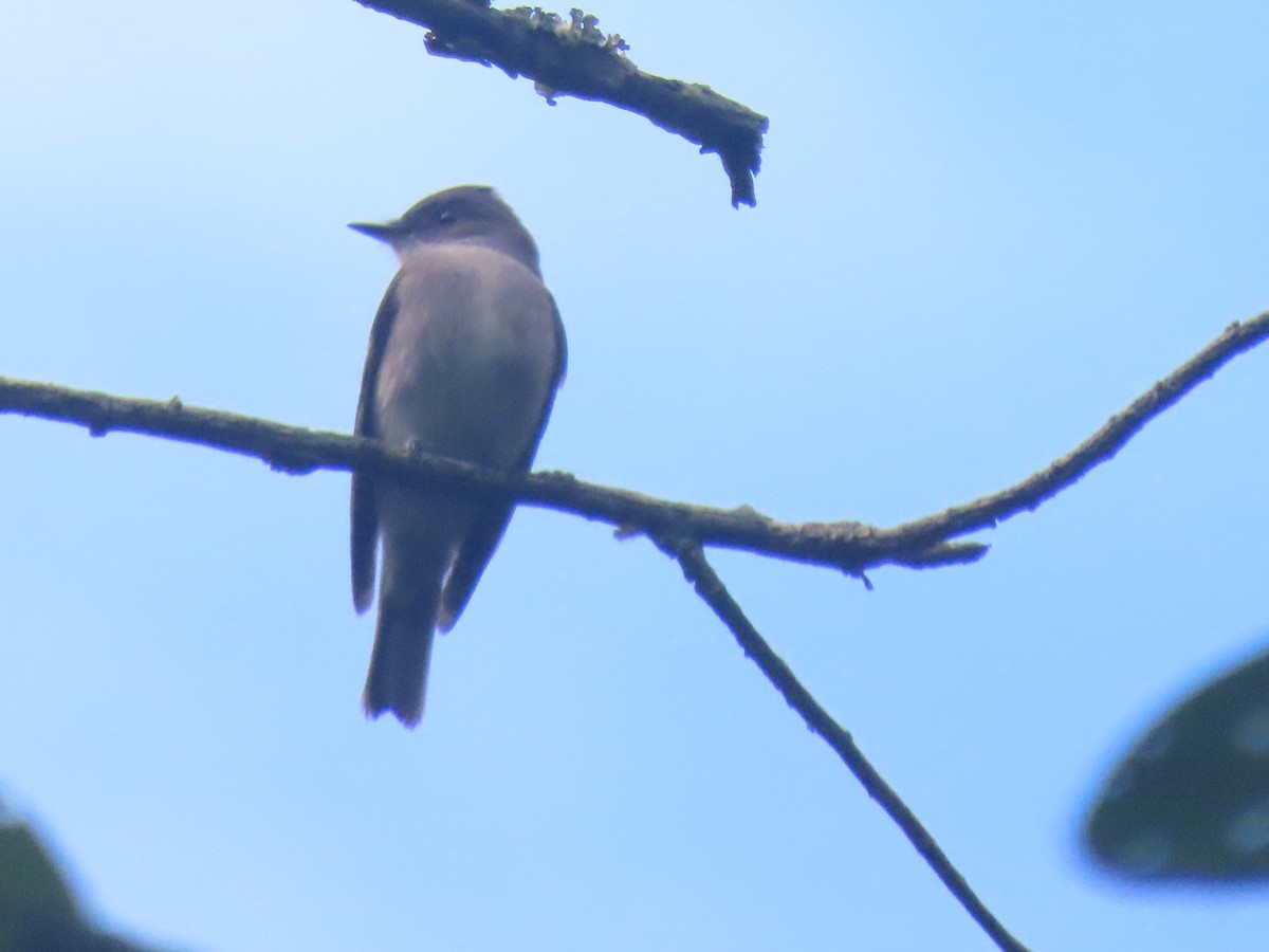 Western Wood-Pewee - ML612062746