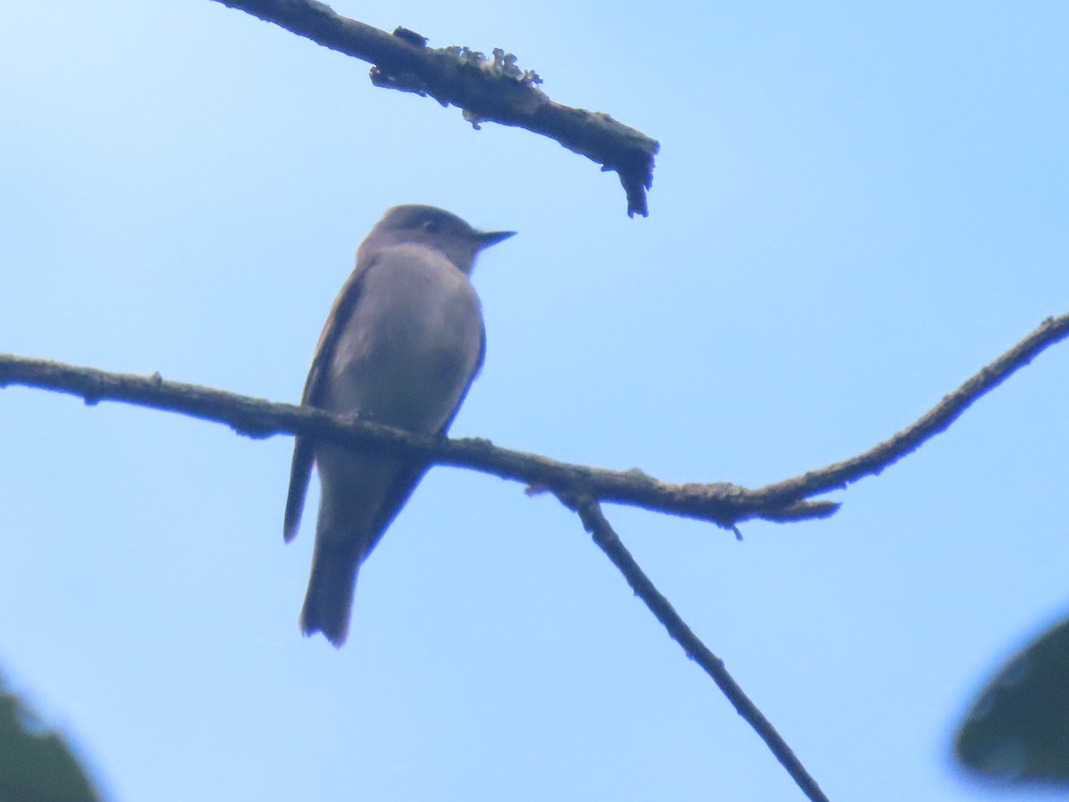 Western Wood-Pewee - ML612062747