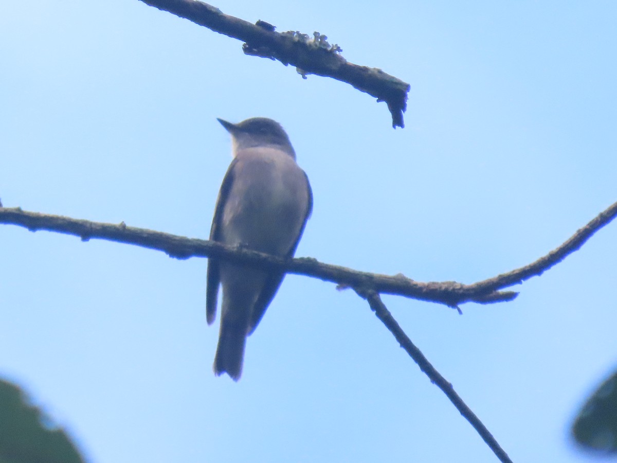 Western Wood-Pewee - ML612062748