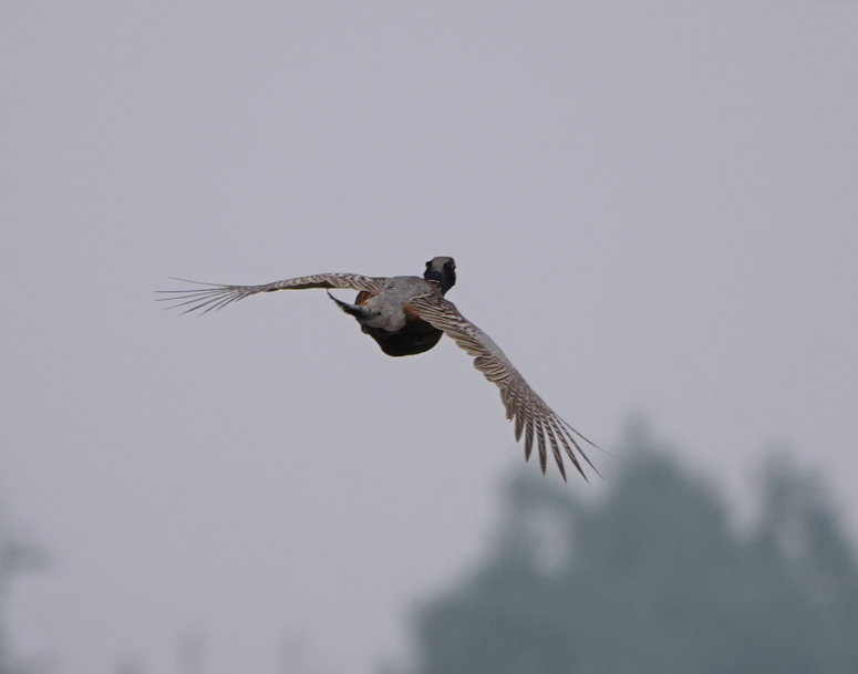 Ring-necked Pheasant - ML612062756