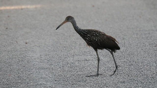 Limpkin - ML612062837