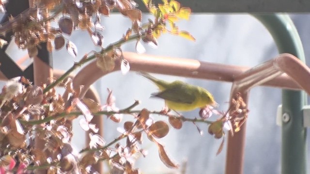 Wilson's Warbler - ML612062861