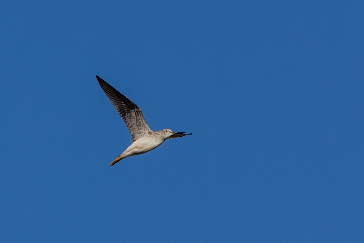 gulbeinsnipe/plystresnipe - ML612062908