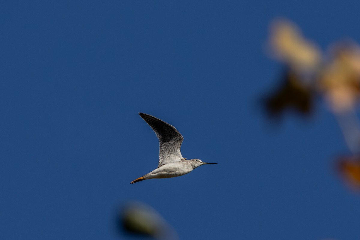 Lesser/Greater Yellowlegs - Chris Kennelly