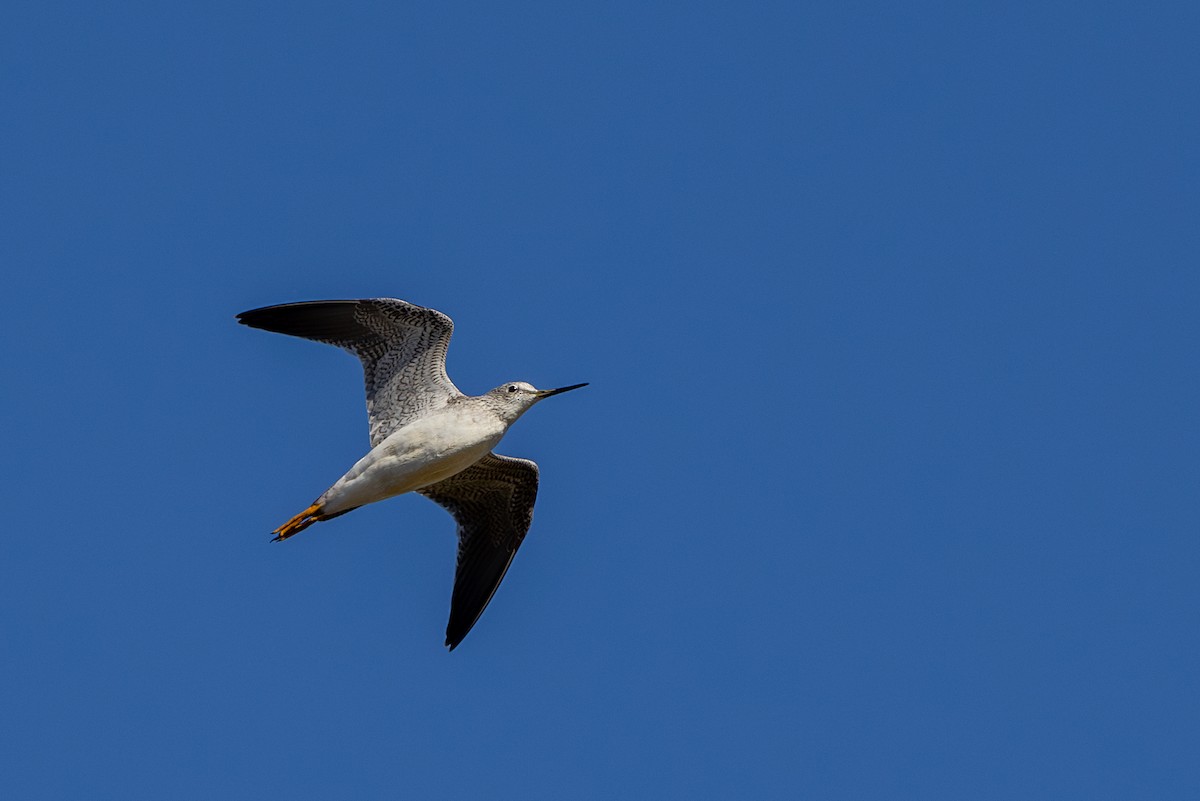 Lesser/Greater Yellowlegs - ML612062940