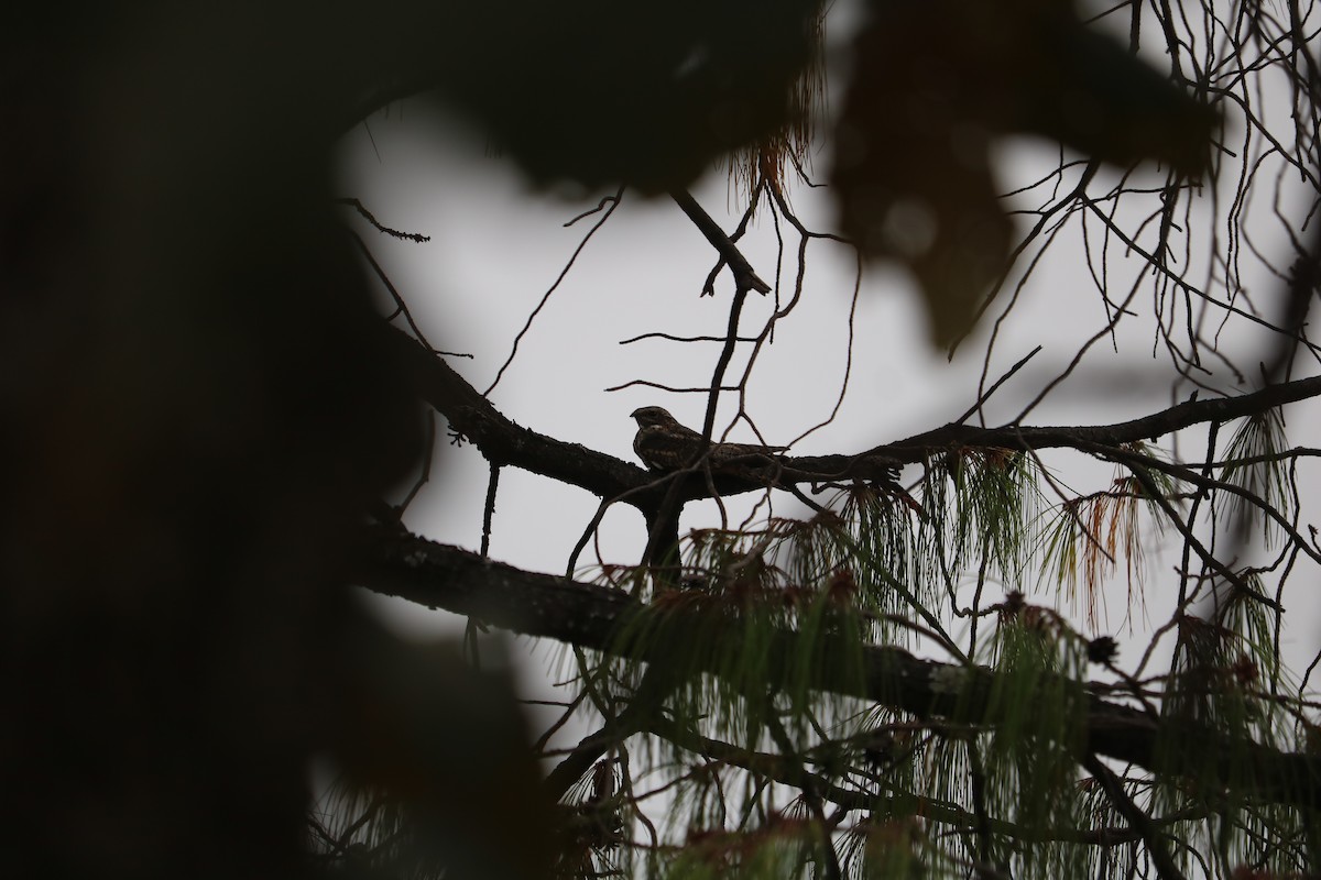 Lesser Nighthawk - ML612062946