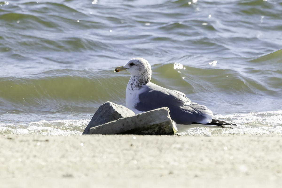 California Gull - ML612062952