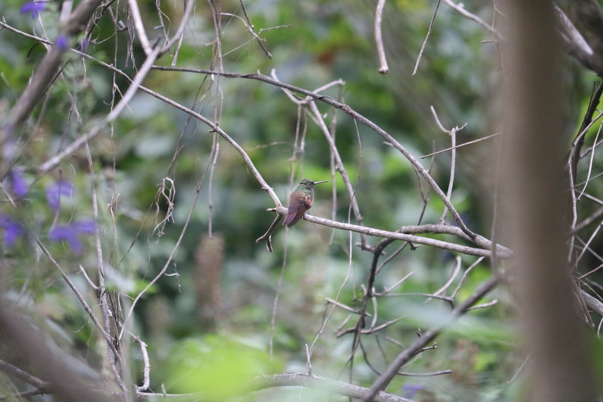Berylline Hummingbird - ML612062975