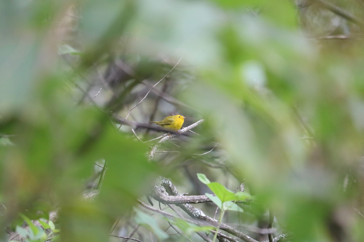 Wilson's Warbler - ML612062991