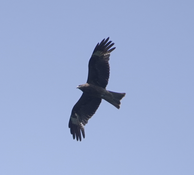 Black Kite - Zhongyu Wang