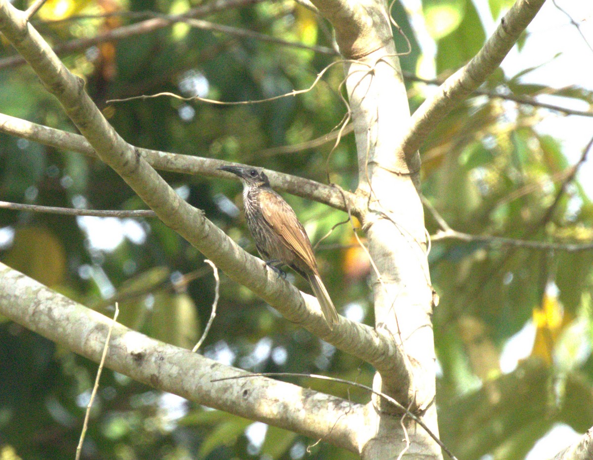 White-streaked Friarbird - H C
