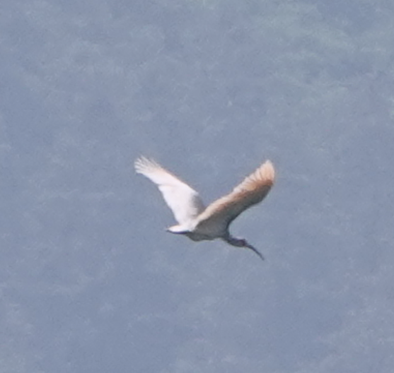 Crested Ibis - ML612063090