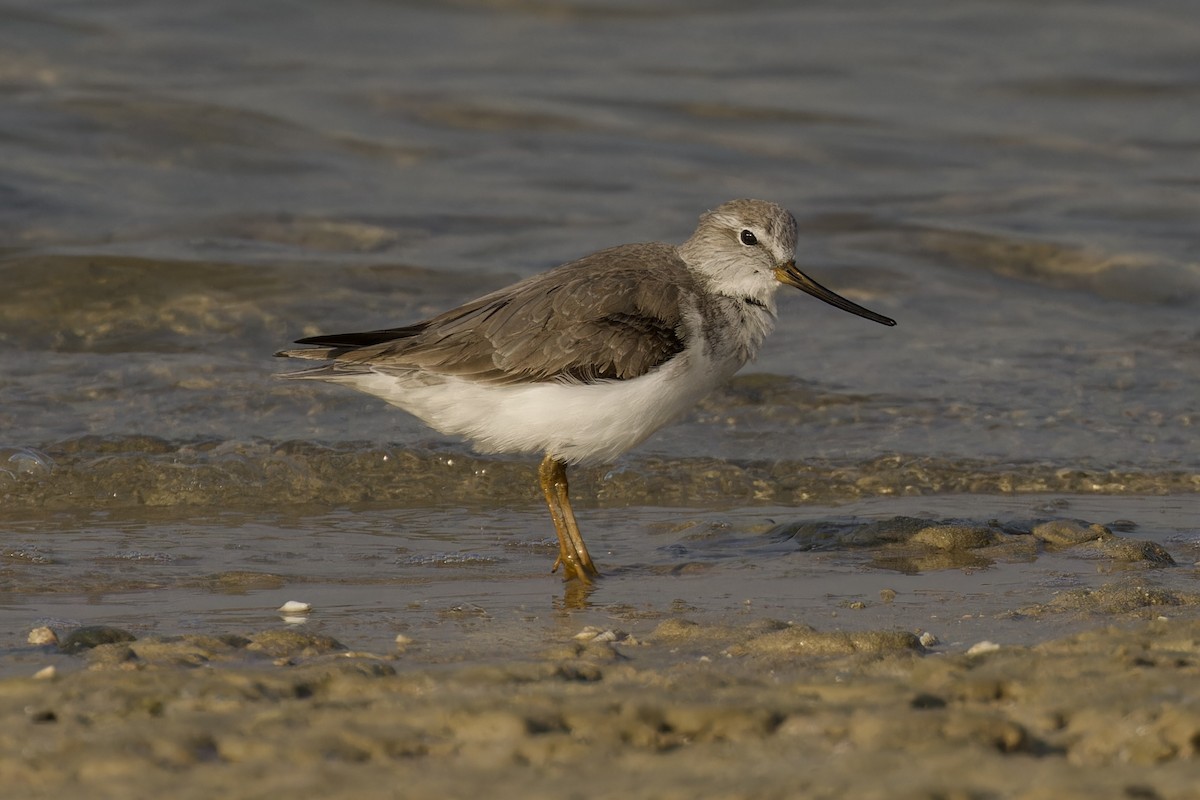 Terek Sandpiper - Ted Burkett