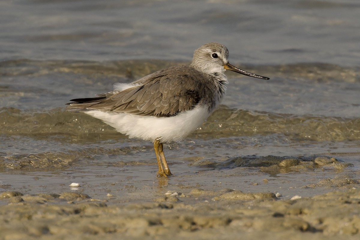 Terekwasserläufer - ML612063099