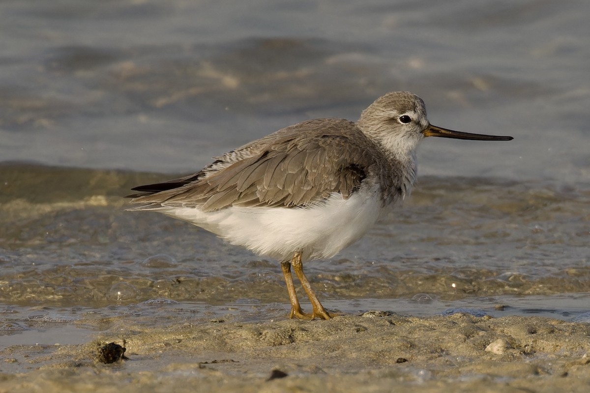 Terek Sandpiper - Ted Burkett