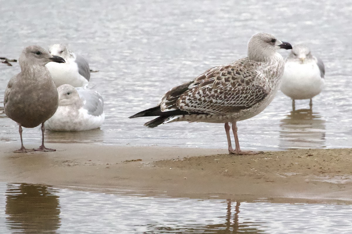 Great Black-backed Gull - ML612063167