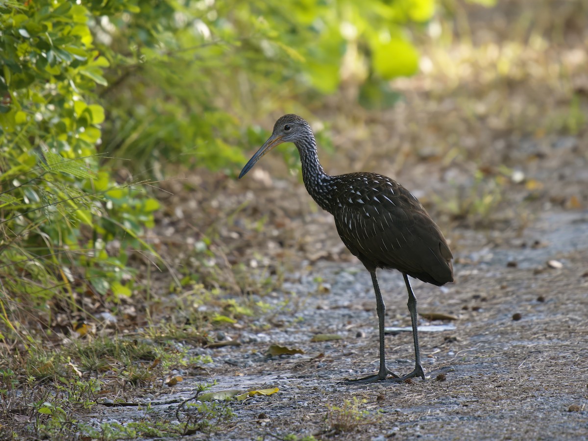 Limpkin - ML612063190