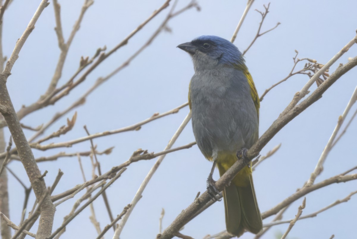 Blue-capped Tanager - Jun Tsuchiya