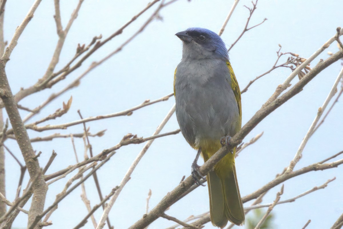 Blue-capped Tanager - Jun Tsuchiya