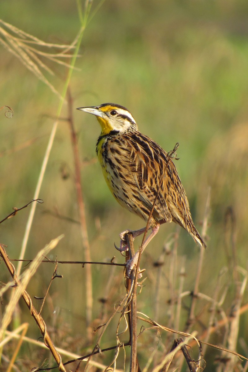 Eastern Meadowlark - ML612063218