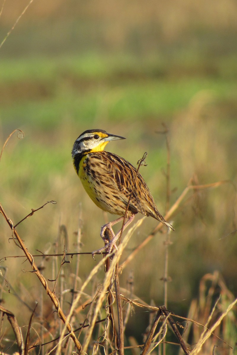 Eastern Meadowlark - ML612063219