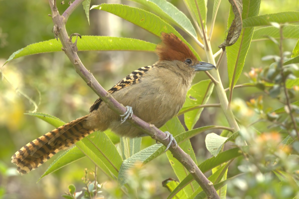 Giant Antshrike - ML612063228