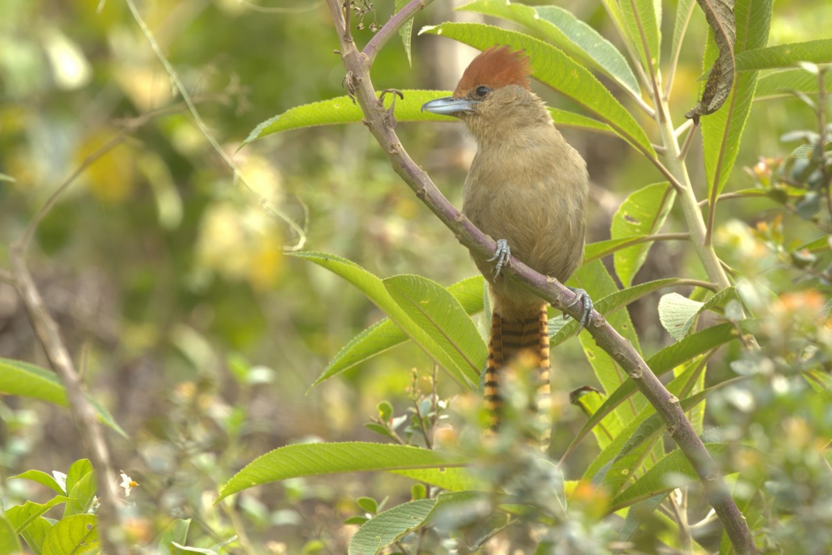 Giant Antshrike - ML612063229