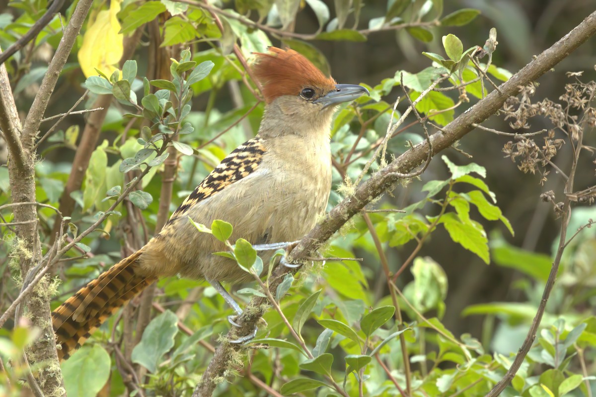 Giant Antshrike - ML612063231