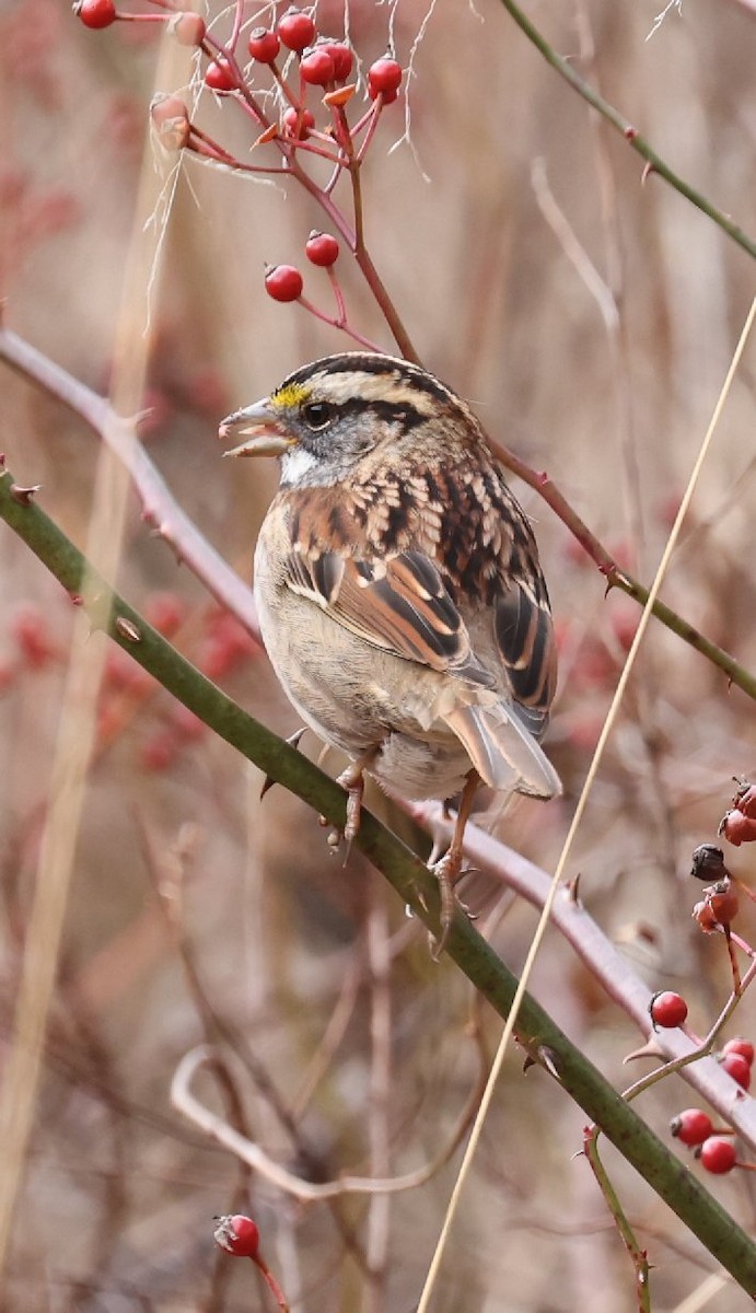 White-throated Sparrow - ML612063243