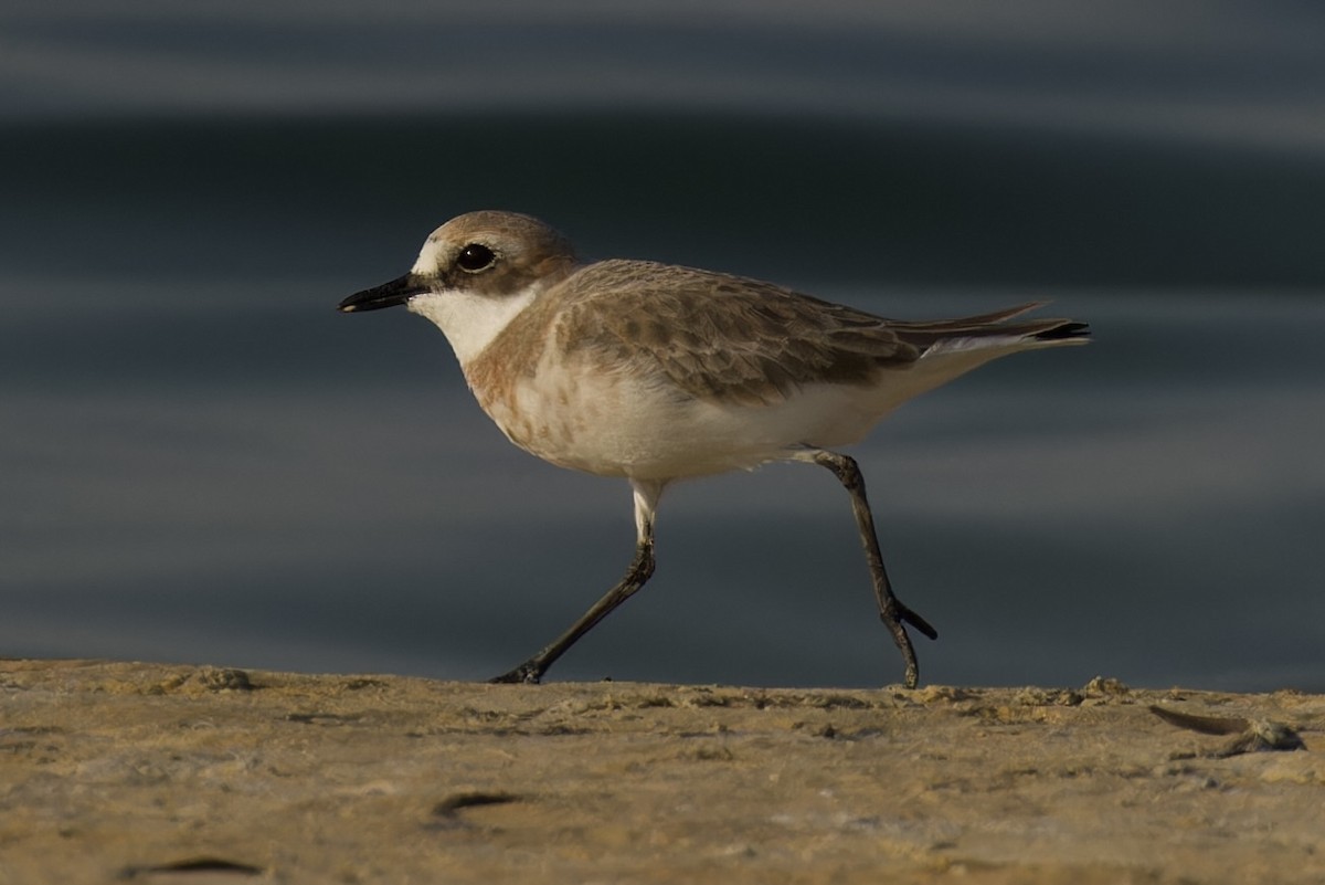 Greater Sand-Plover - ML612063253