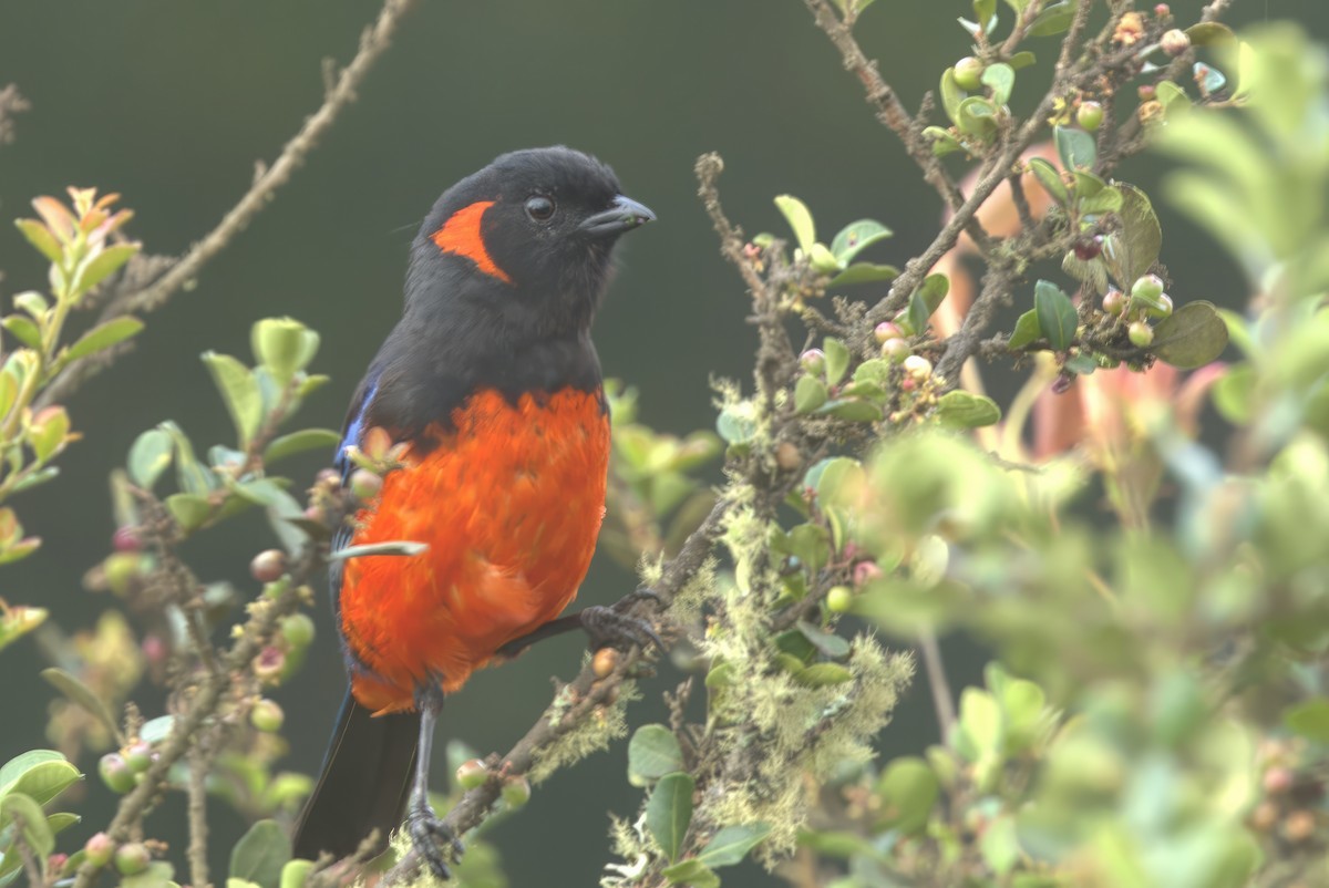 Scarlet-bellied Mountain Tanager - Jun Tsuchiya