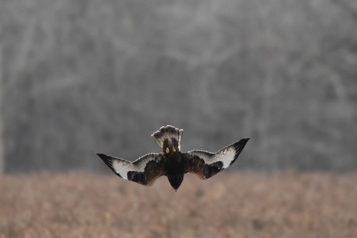 Rough-legged Hawk - Shannon Hingston