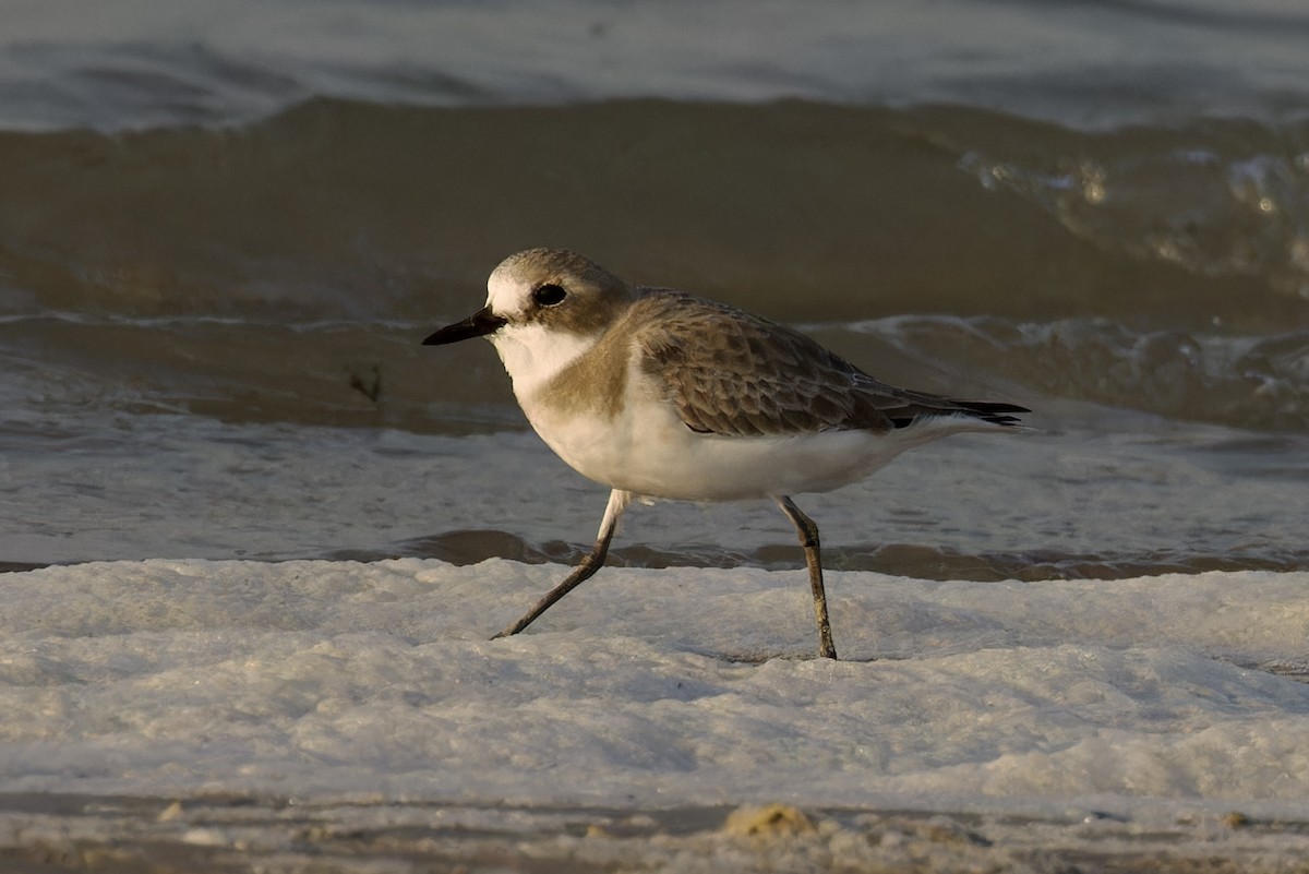 Greater Sand-Plover - ML612063312