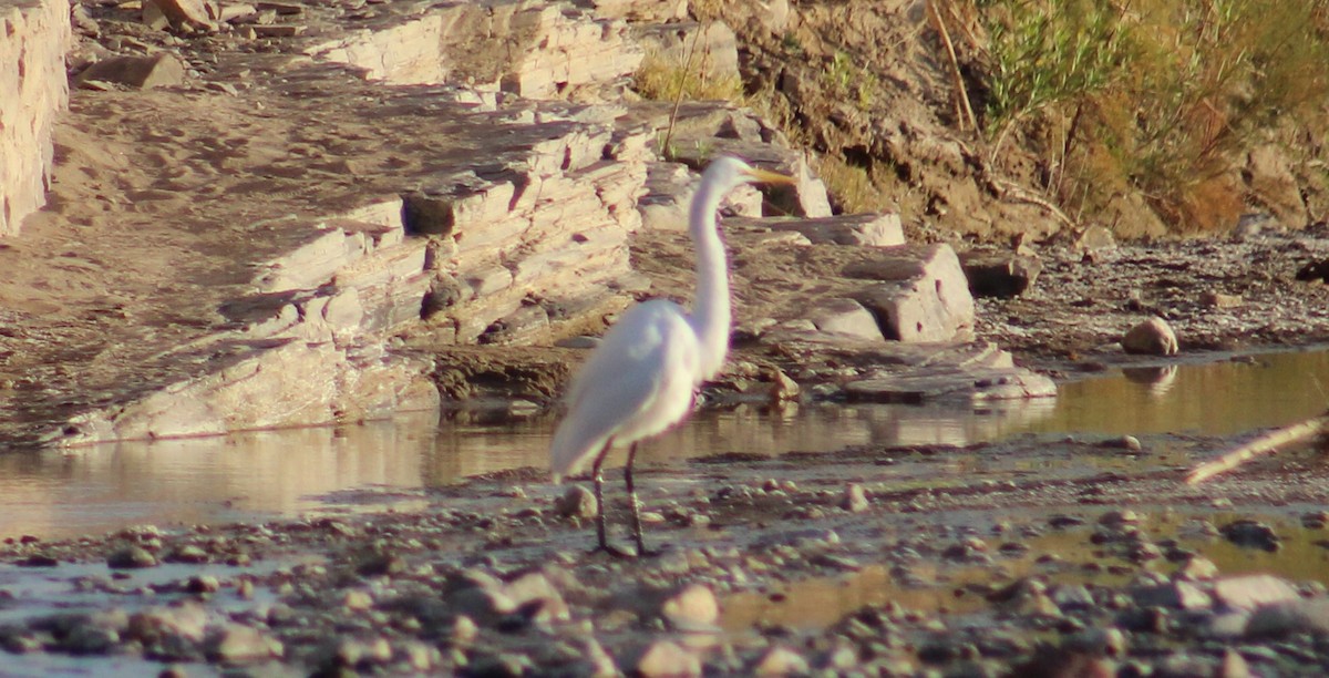 Большая белая цапля (egretta) - ML612063363