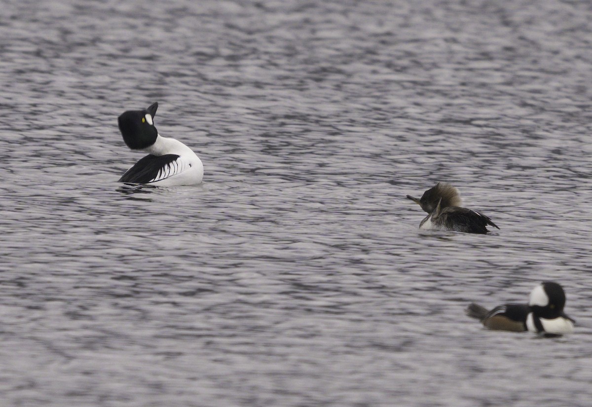 Common Goldeneye - ML612063415