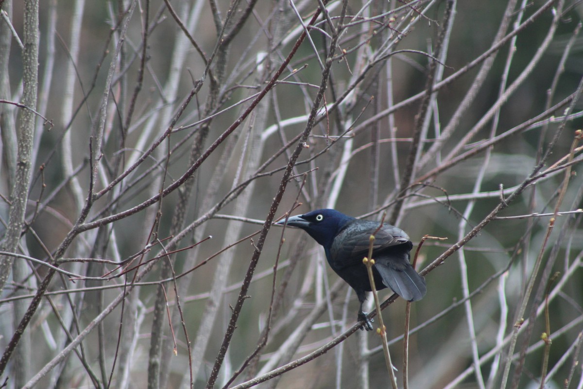 Common Grackle - ML612063421