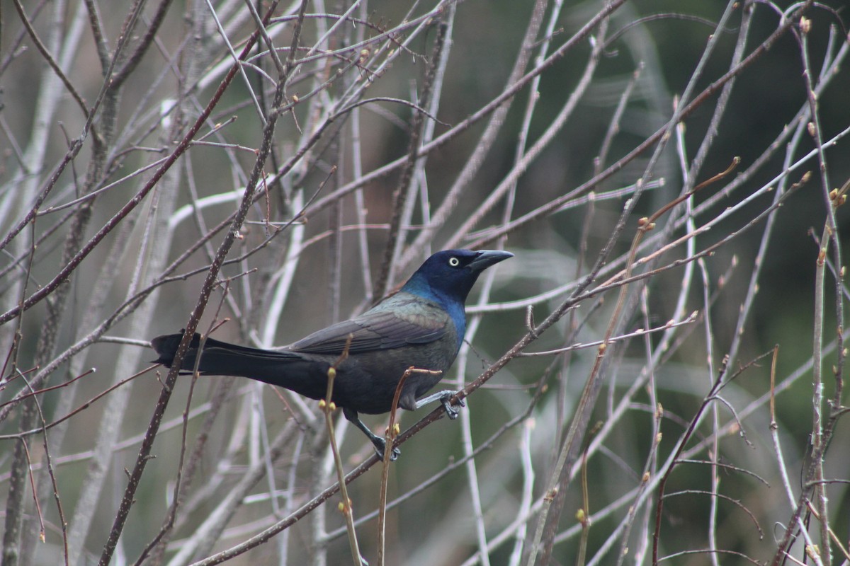 Common Grackle - Bruce Bacon