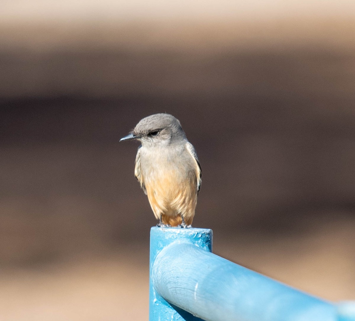 Say's Phoebe - ML612063479