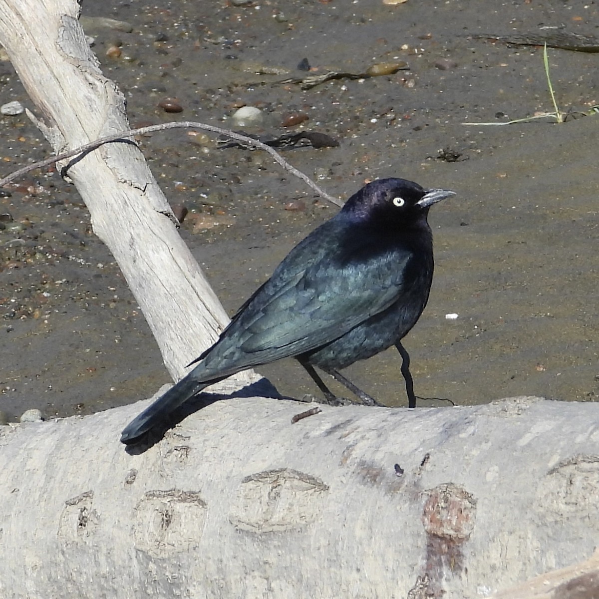 Brewer's Blackbird - ML612063490