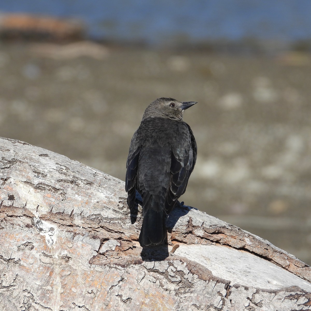 Brewer's Blackbird - ML612063508