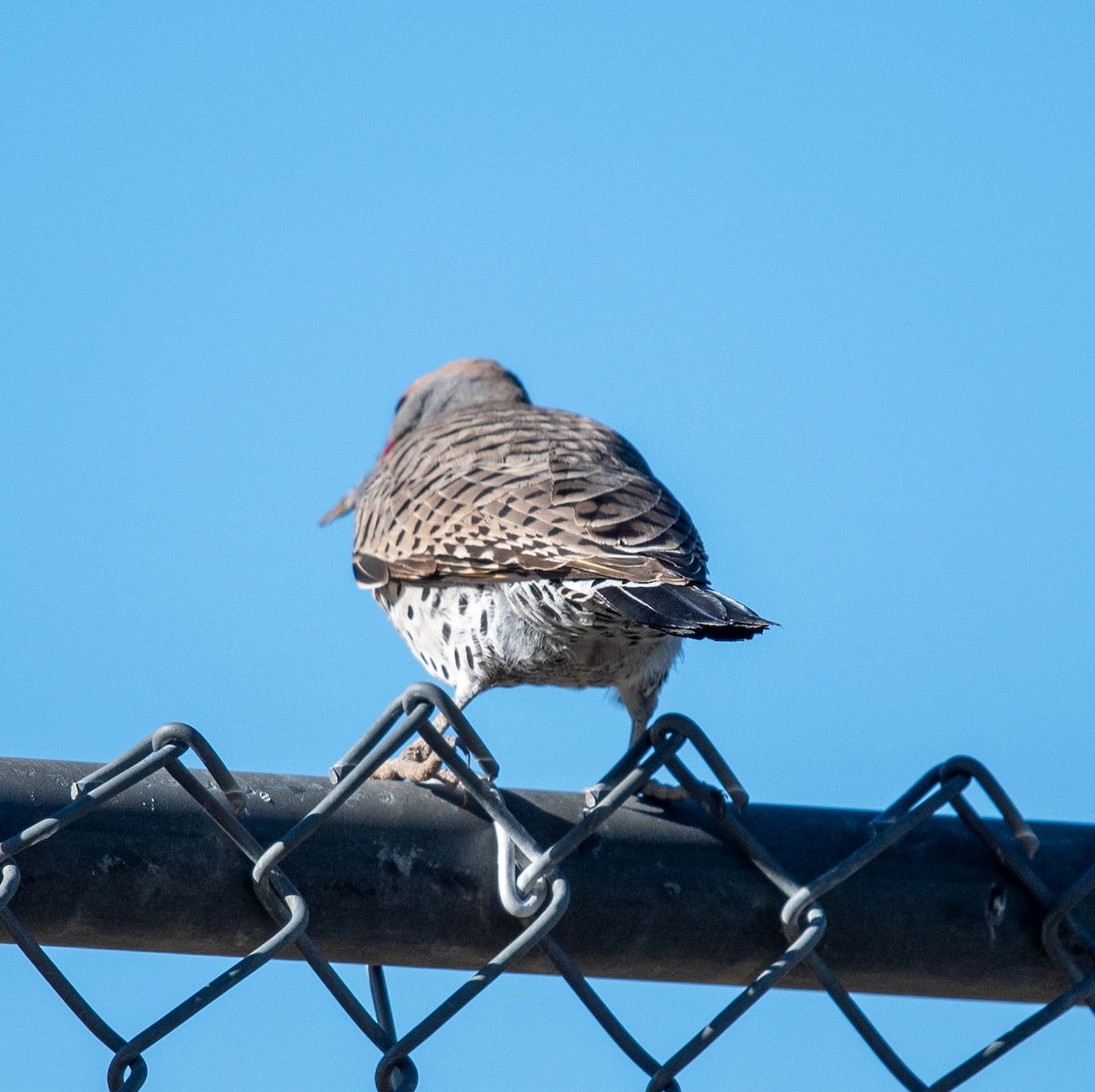 Gilded Flicker - ML612063522