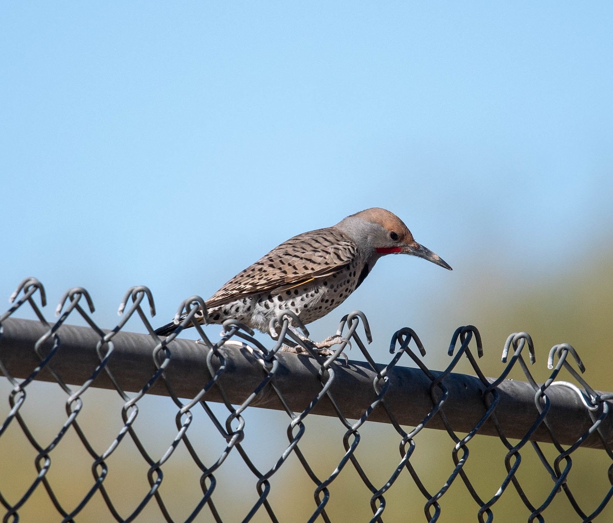 Gilded Flicker - ML612063523