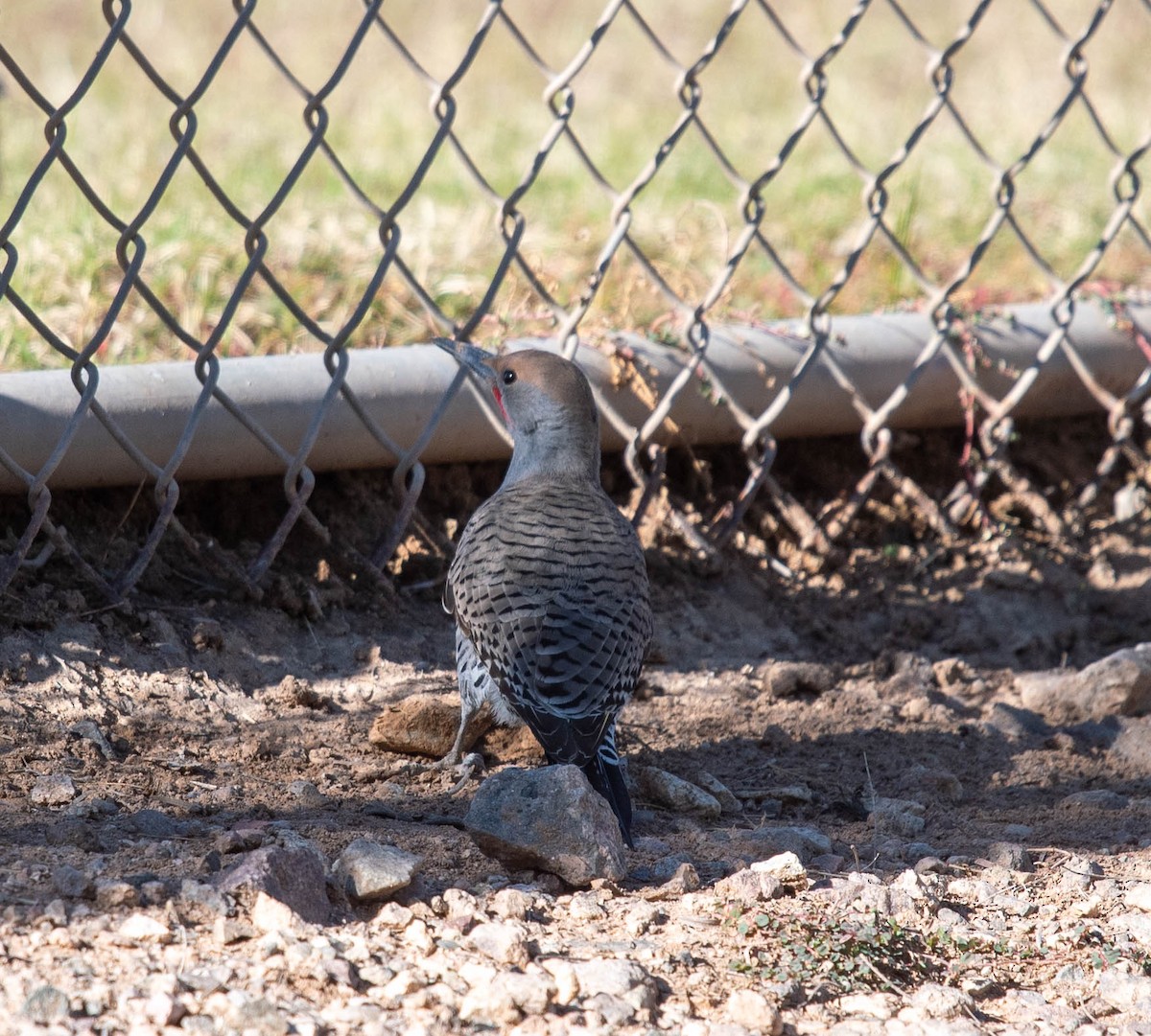 Gilded Flicker - ML612063524