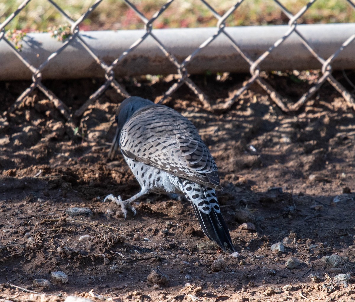 Gilded Flicker - ML612063536