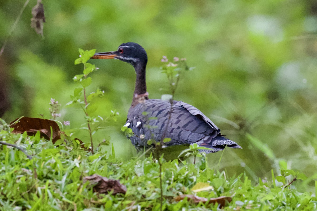 Sunbittern - ML612063619