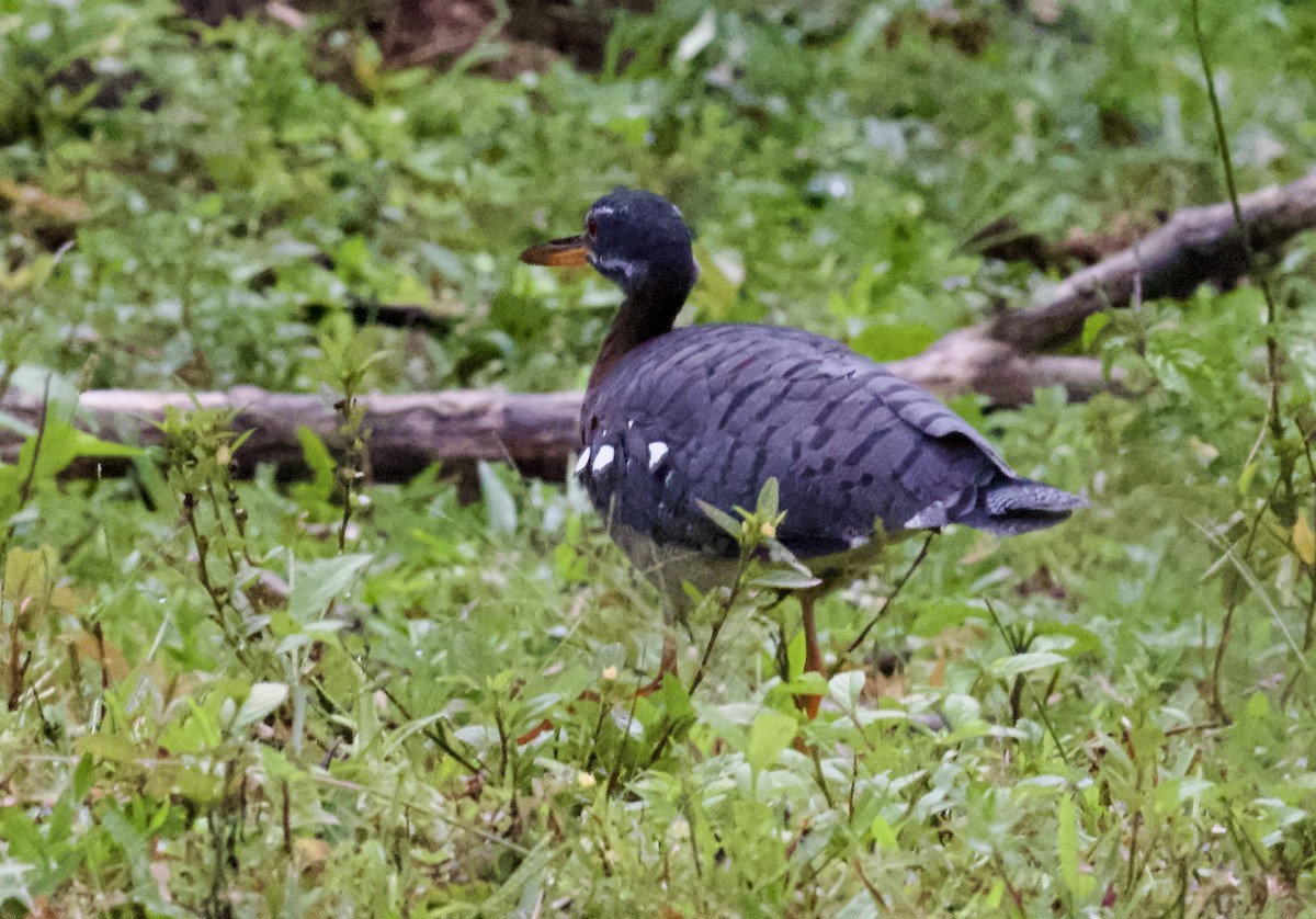 Sunbittern - ML612063620