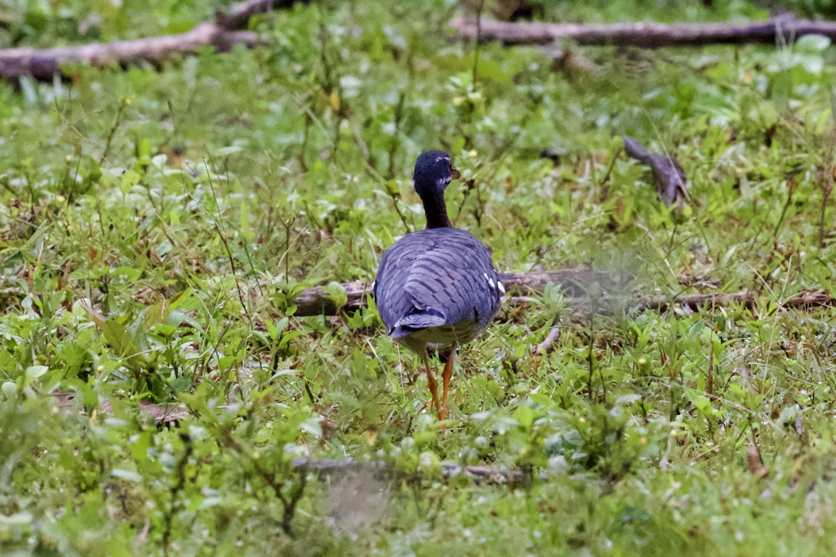 Sunbittern - ML612063621