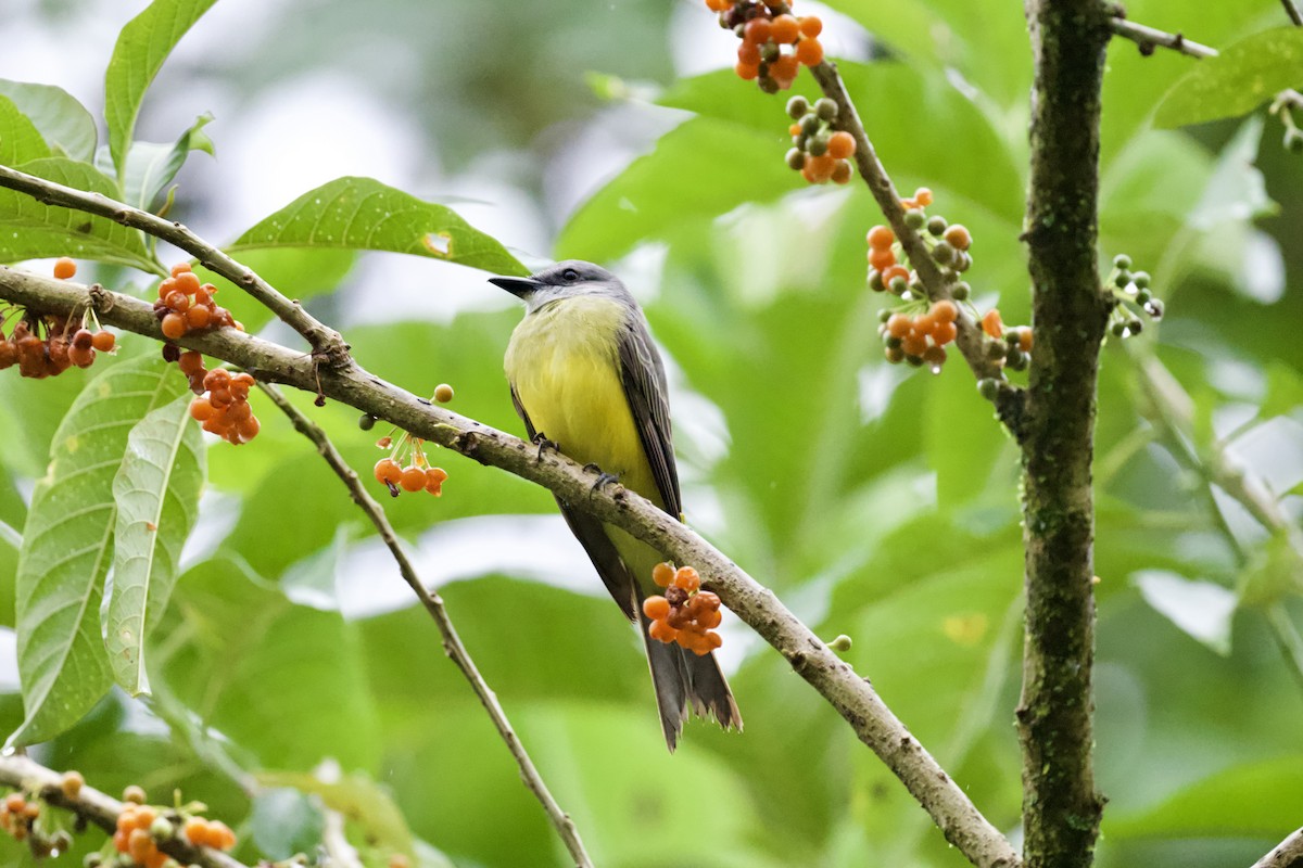 Tropical Kingbird - ML612063701