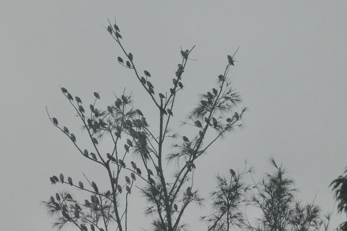 Daurian Starling - Ted Burkett